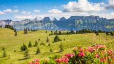 Lush summer meadow on the Flumserberg Lush summer meadow on the Flumserberg