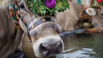 Alpine descent Mels 2024 Alpine cattle drive, cows, Mels